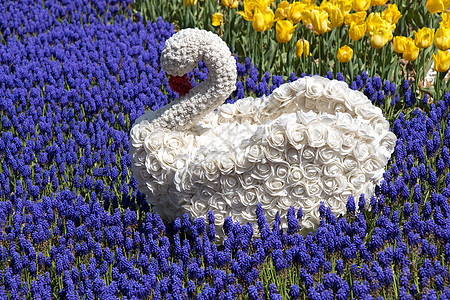 花园花朵的天鹅型图天鹅艺术风格兰花展览公园装饰白色装饰品图片