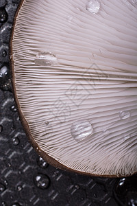 牡蛎蘑菇或软糖蘑菇饮食侧耳食物平菇市场菌丝体美食蔬菜图片