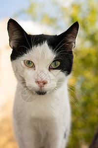 可爱漂亮的猫像家畜的近视肖像怜悯宠物存活眼睛孤独动物小猫头发毛皮猫咪图片