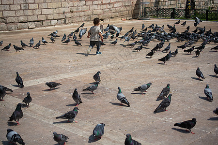 小孩在饥饿的鸽子群中 在街上喂养正方形鸟类飞行摄影自由食物斗争荒野岩石生存图片