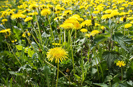 田野中的亮黄色花朵晴天阳光场地草地草本植物季节场景叶子植物群植物学图片