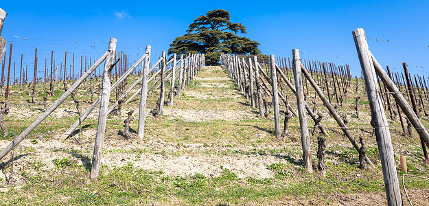 意大利皮埃蒙特地区的Barolo和Barbaresco农村 种植红酒葡萄的藤园 Unesco场地葡萄全景山坡国家农村栽培丘陵藤蔓图片