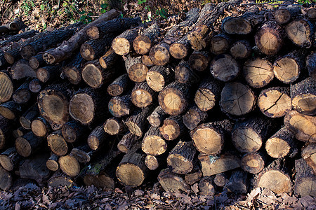 显示在森林中的木原木森林材料林业环境日志树桩木材树干木头圆形图片