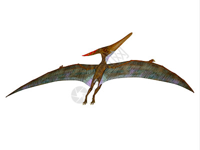 Pteranodon 扩展翼图片