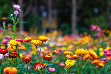 春园绿草自然中五颜六色的稻草花季节蝴蝶雏菊紫色旅行苞米郁金香场地植物群宏观图片