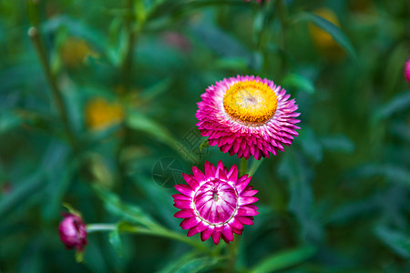 春园绿草自然中五颜六色的稻草花郁金香旅行蝴蝶紫色橙子花园公园植物雏菊苞米图片