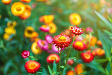 春园绿草自然中五颜六色的稻草花花瓣植物季节橙子场地植物群旅行公园叶子花束图片