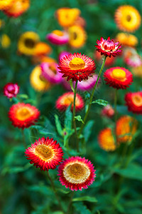 春园绿草自然中五颜六色的稻草花雏菊叶子郁金香花园蝴蝶苞米花瓣场地橙子植物图片