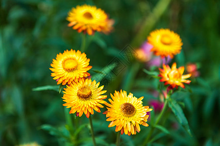 春园绿草自然中五颜六色的稻草花苞米花园花瓣植物植物群紫色叶子季节郁金香宏观图片