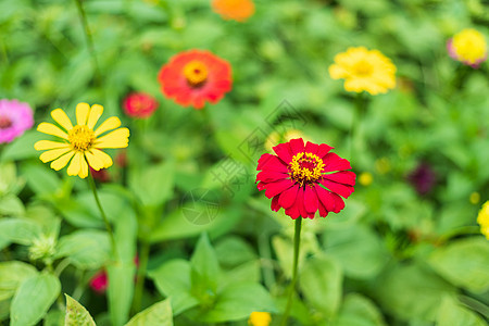 普通的Zinnia银河谷美极了 花园里有绿叶背景宏观墙纸公园季节植物群农业植物学植物花瓣百日草图片