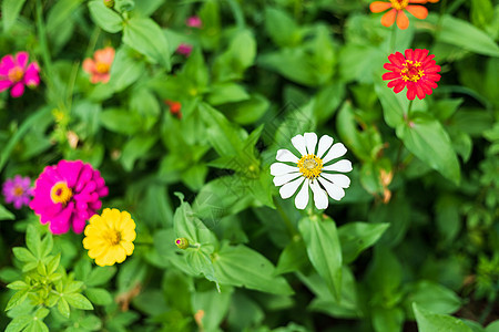 普通的Zinnia银河谷美极了 花园里有绿叶背景百日草花瓣紫色公园农业植物群植物宏观墙纸地区图片