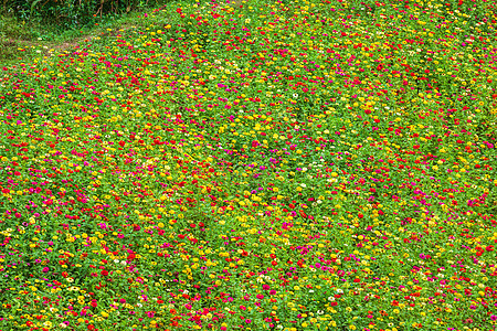 普通的Zinnia银河谷美极了 花园里有绿叶背景植物学地区橙子叶子农业墙纸紫色植物季节花瓣图片