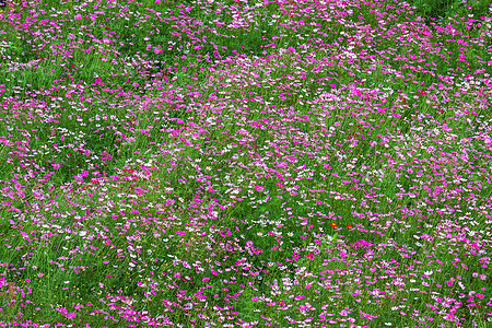 粉红色花朵在花园中盛开的美丽美景场地植物学环境花瓣植物群紫色蓝色植物农村季节图片