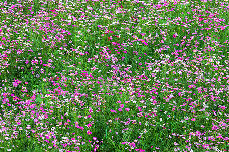粉红色花朵在花园中盛开的美丽美景草地阳光植物群农村晴天花瓣植物植物学紫色蓝色图片