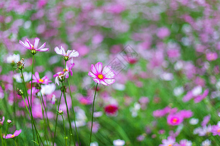 粉色花朵在花园里盛开美丽植物活力农村场地植物学旅行环境花园草地植物群图片