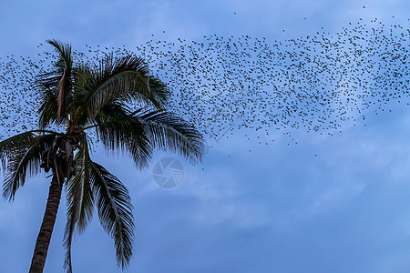 傍晚背景下 一群蝙蝠正飞来飞去寻找暮色天空的食物野生动物热带哺乳动物公园太阳洞穴翅膀阳光殖民地日落图片