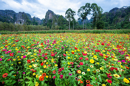 在泰国的花园里 与山丘一同流传花瓣阳光天空场地草地紫色橙子蓝色植物群植物图片