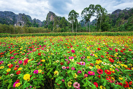 在泰国的花园里 绿色叶子背景美丽的普通Zinnia图片
