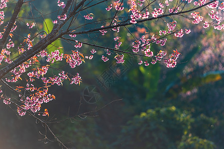 樱桃花或野生喜马拉雅樱桃旅行花园樱花植物天空蓝色公园植物学叶子红斑图片