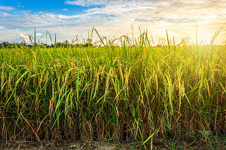 美丽的绿玉米田 有日落的天空背景国家农村场地蓝色农田植物阳光地平线农业季节图片