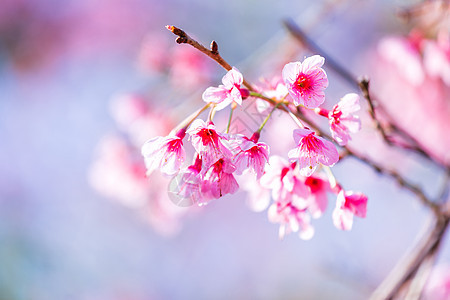 樱桃花或野生喜马拉雅樱桃红斑植物群公园季节花瓣蓝色樱花热带叶子天空图片