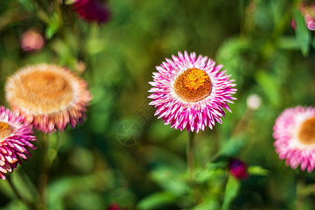 春园绿草自然中五颜六色的稻草花宏观花园季节公园苞米雏菊花束植物场地叶子图片