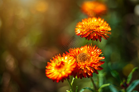 春园绿草自然中五颜六色的稻草花季节叶子雏菊植物群紫色苞米旅行花园公园场地图片