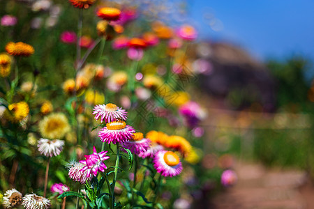 春园绿草自然中五颜六色的稻草花花束苞米花瓣季节植物群郁金香花园宏观蝴蝶植物图片