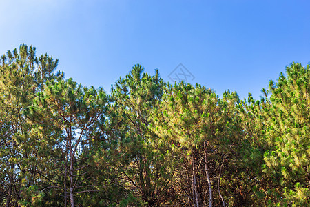 美丽的落叶松森林夏季与不同的树木 山上的松林绿色在自然小径上与蓝天白云树干叶子日落植物木头公园天空荒野花朵晴天图片