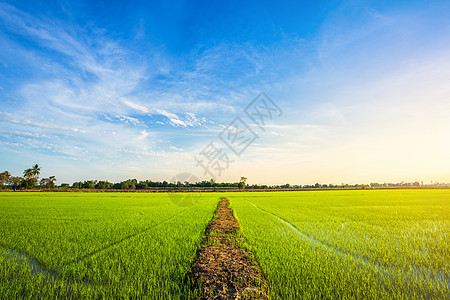 美丽的绿玉米田 有日落的天空背景农场粮食晴天地平线收成生长国家食物季节太阳图片