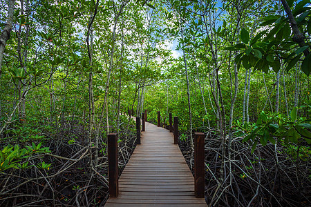 在泰国昌塔胡里森林红树林的木桥上行走野生动物公园装饰品天空旅游旅行环境热带木头森林图片