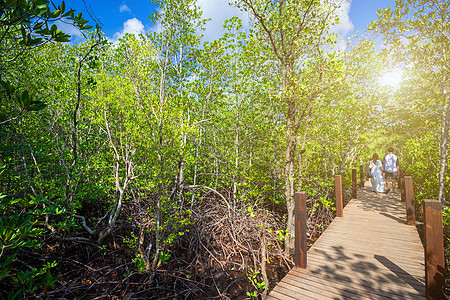 在泰国昌塔胡里森林红树林的木桥上行走丛林晴天旅行叶子植物公园旅游人行道红树荒野图片