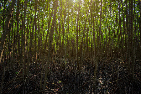 泰国尚塔胡里森林红树林阳光森林丛林旅游太阳旅行溪流热带季节植物图片