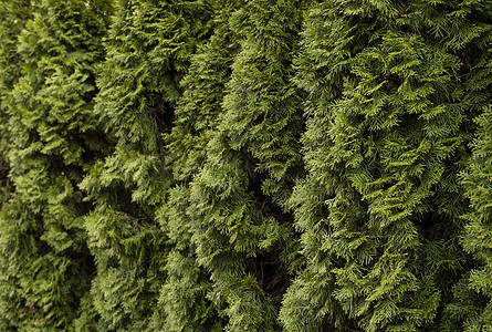 崖柏树的绿色对冲 金钟柏树的特写新鲜绿色树枝 常绿针叶推树 自然背景叶子枝条环境森林衬套树篱侧柏胡同墙纸植物图片
