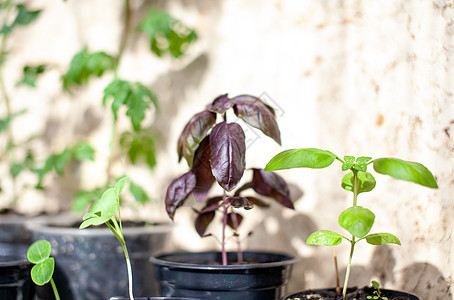 在你家窗台上的托盘里 生长着紫贝壳和其他植物草本植物蔬菜生态土壤幼苗芳香植物群烹饪香气栽培图片