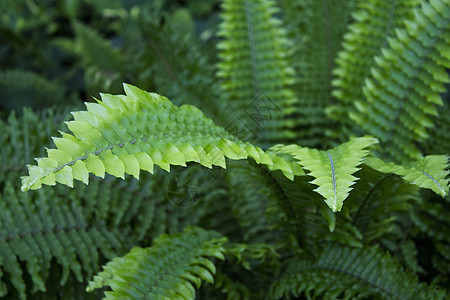 热带环境中的深绿色蕨叶植物叶子衬套花园蕨类森林植物学生长荒野植物群图片