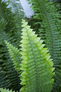 热带环境中的深绿色蕨叶植物学植物花园生长荒野叶子蕨类植物群丛林衬套图片