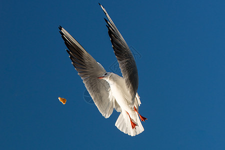 单海鸥在蓝蓝空中飞翔野生动物自由支撑飞行海鸟鸟类翅膀荒野天空航班图片