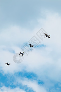 夏季多云天气中的热温剂迁移 b 季节性气候变暖编队群鸟航班天空翅膀团体云景荒野旅行碳水图片