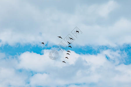 夏季多云天气中的热温剂迁移 b 季节性气候变暖生态云景环境团体蓝色编队鸟类碳水航班移民图片