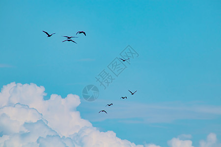 夏季多云天气中的热温剂迁移 b 季节性气候变暖鸟类海鸟旅行野生动物群鸟蓝色云景生态翅膀移民图片