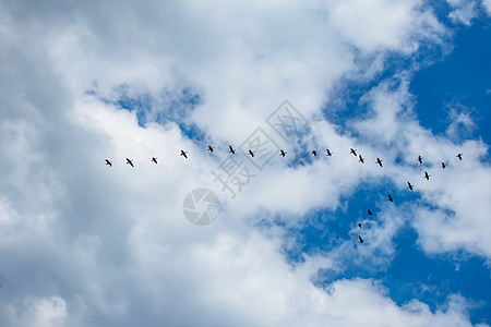 夏季多云天气中的热温剂迁移 b 季节性气候变暖保护生态海鸟天空编队化合物群鸟鸬鹚野生动物翅膀图片