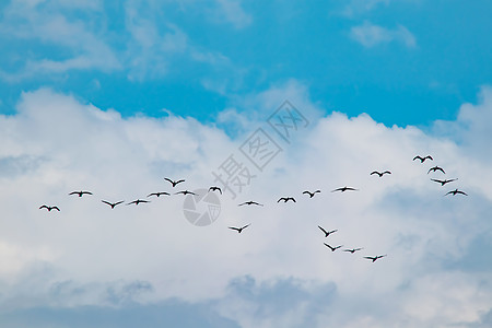 夏季多云天气中的热温剂迁移 b 季节性气候变暖野生动物编队鸟类环境天空团体航班群鸟旅行化合物图片