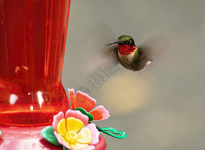 雄性红宝石喉色蜂鸟接近进食器图片