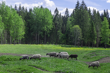 一群农牧羊在牧场上放牧图片