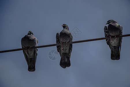 笼罩在有天空背景的丝线上的鸽子荒野生态旅行金属城市自由翅膀野生动物活力动物图片