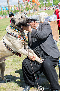 土耳其牧羊犬Kangal作为看守狗男性宠物主题国家山羊动物纯种狗农村警卫食肉图片