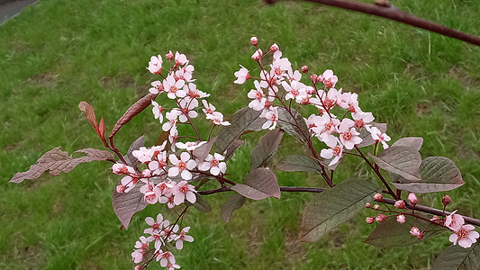 春花之春背景 沙克库拉的盛开树枝花瓣花园植物群雌蕊水果生长季节花束园艺图片