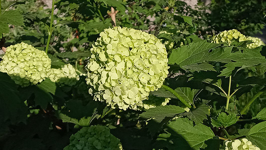 美丽的白色球 燃烧的Viburnum呜咽玫瑰花 在深绿色背景植物衬套园艺植物学季节摄影花园水果生长花瓣图片