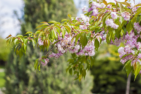 在春天 樱花和粉红色花朵 普鲁纳斯瑟鲁拉塔康赞 全盛的日本樱桃樱桃花落叶双色植物群月季花乔木植物花园季节植物学图片
